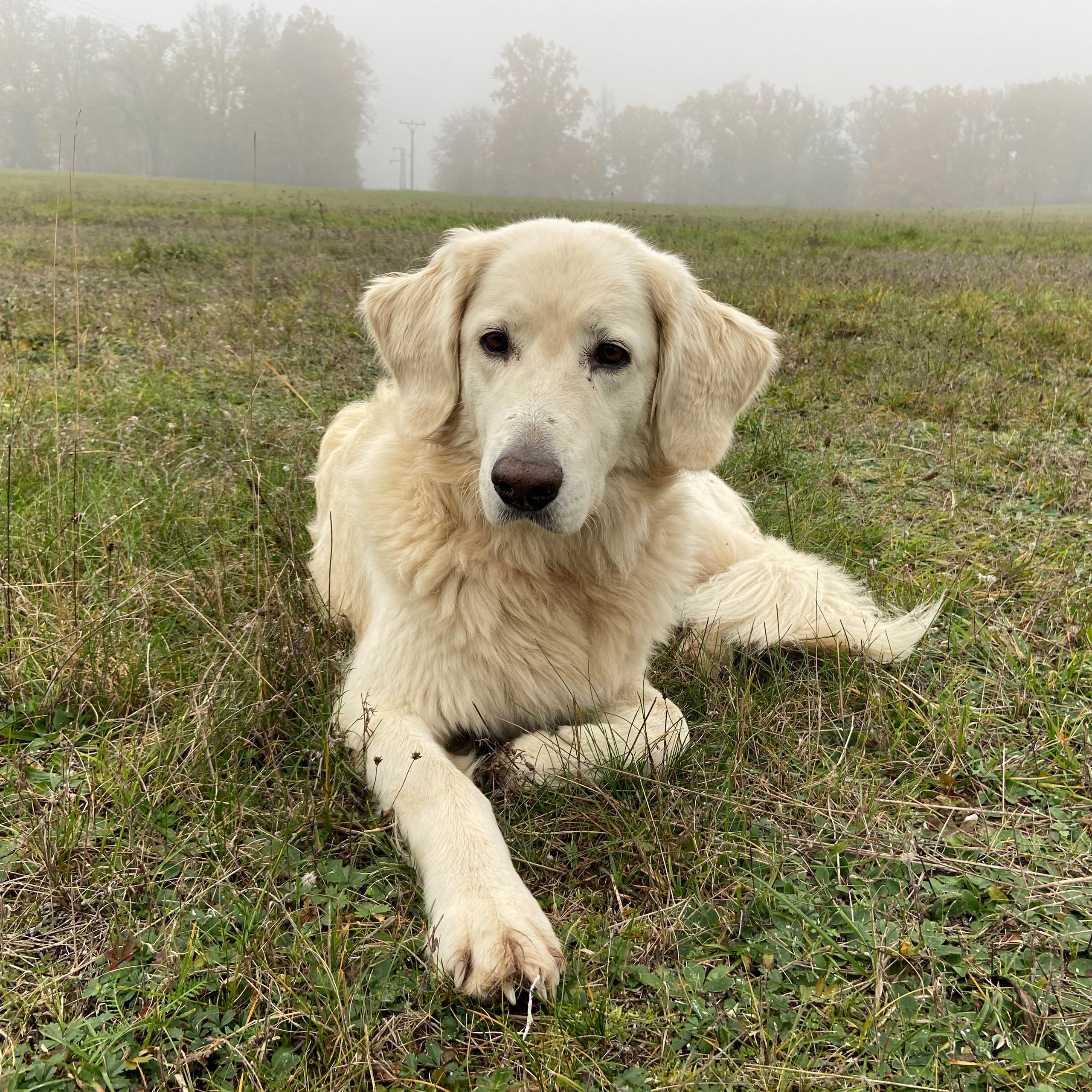Soutěžní fotografie - Sunny,  Zlatý retriever