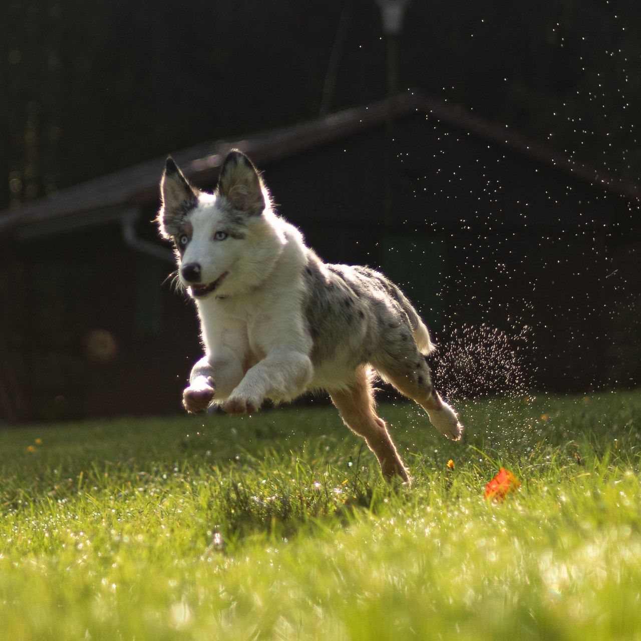 Soutěžní fotografie - Emilka,  Miniaturní americký ovčák
