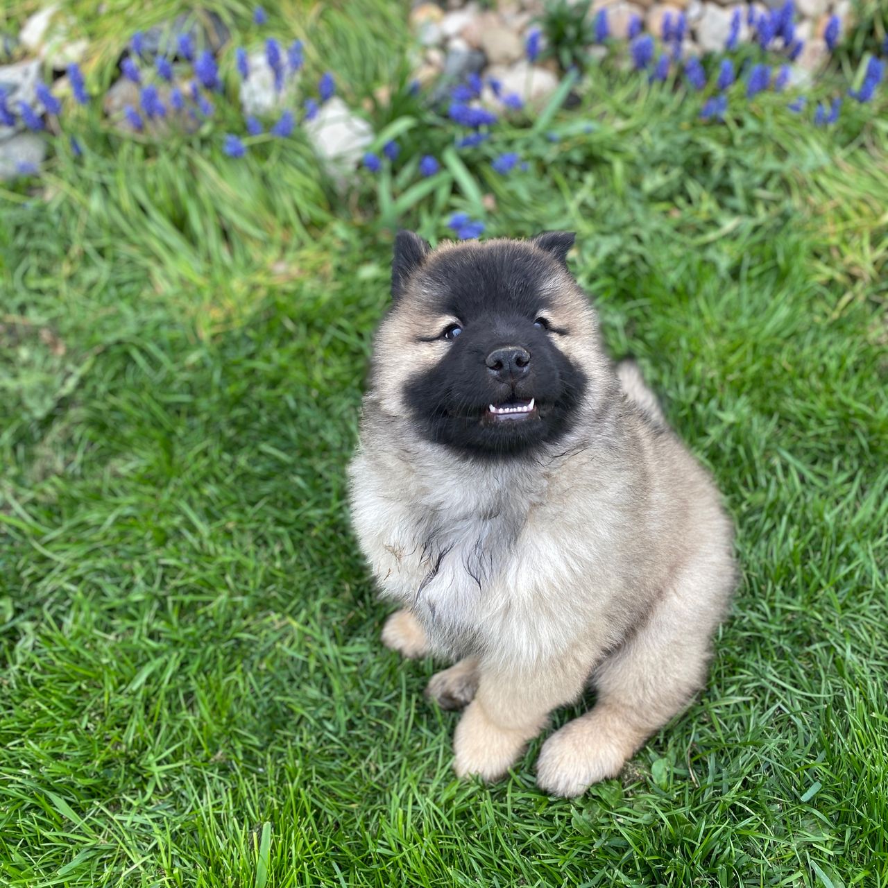 Soutěžní fotografie - Antares von Artensie,  Eurasier