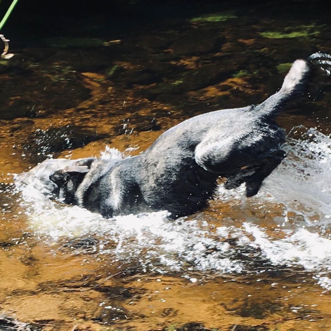 Soutěžní fotografie - Baddy,  Ostatní