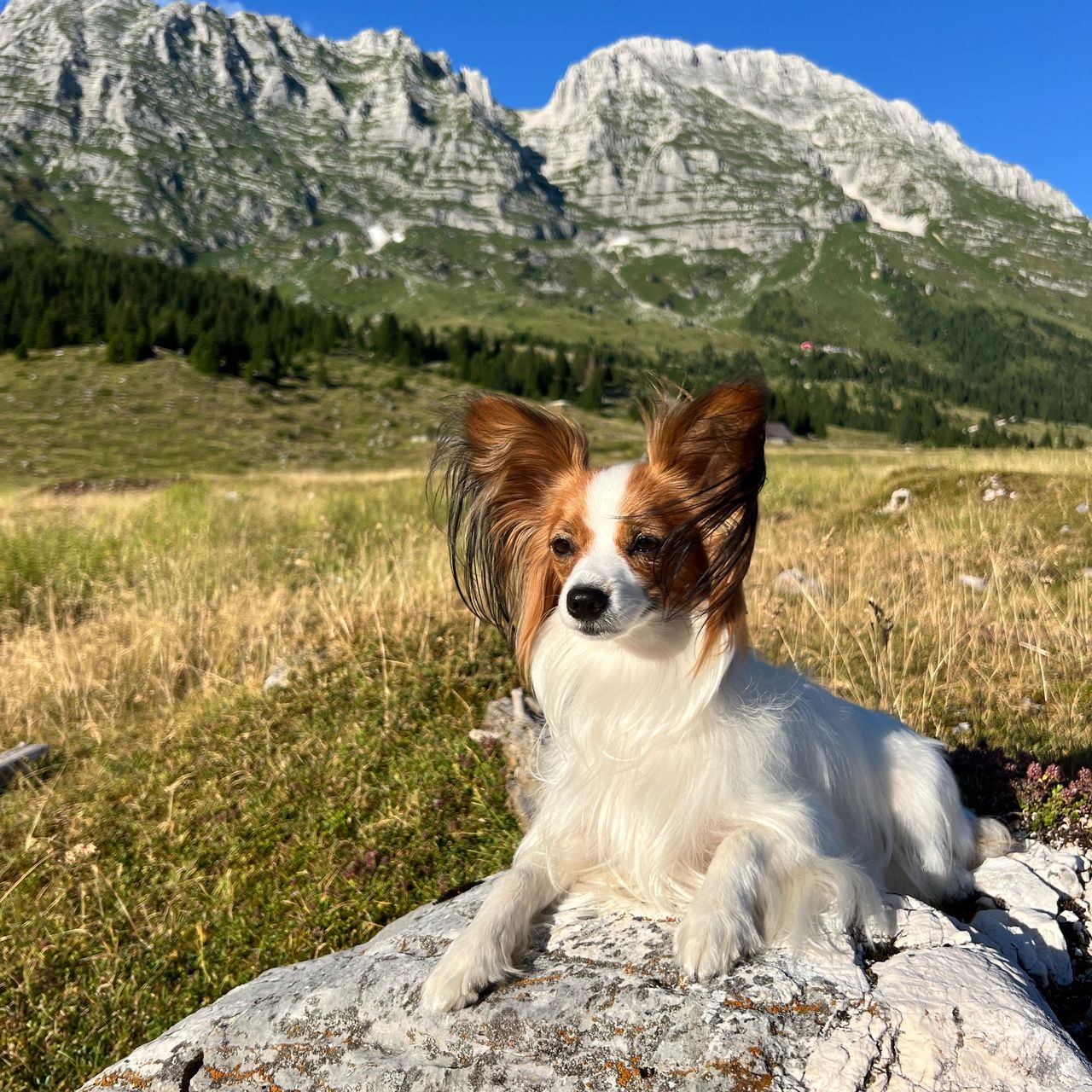 Soutěžní fotografie - Jessie,  Malý kontinentální španěl