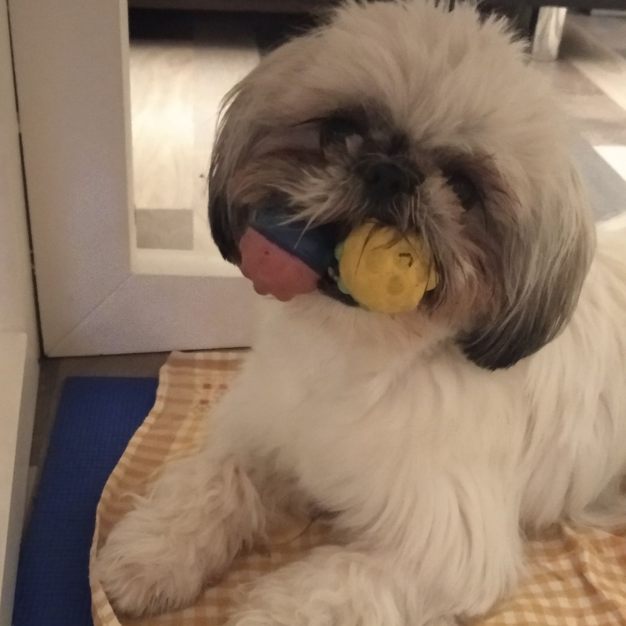 Soutěžní fotografie - Betynka,  Shih-tzu