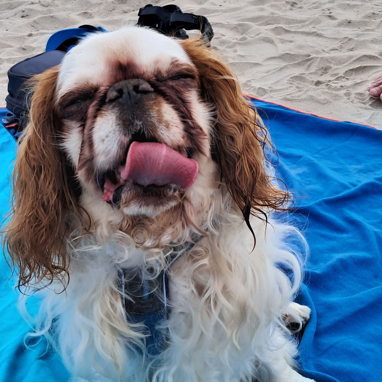 Soutěžní fotografie - Lucky,  King Charles španěl