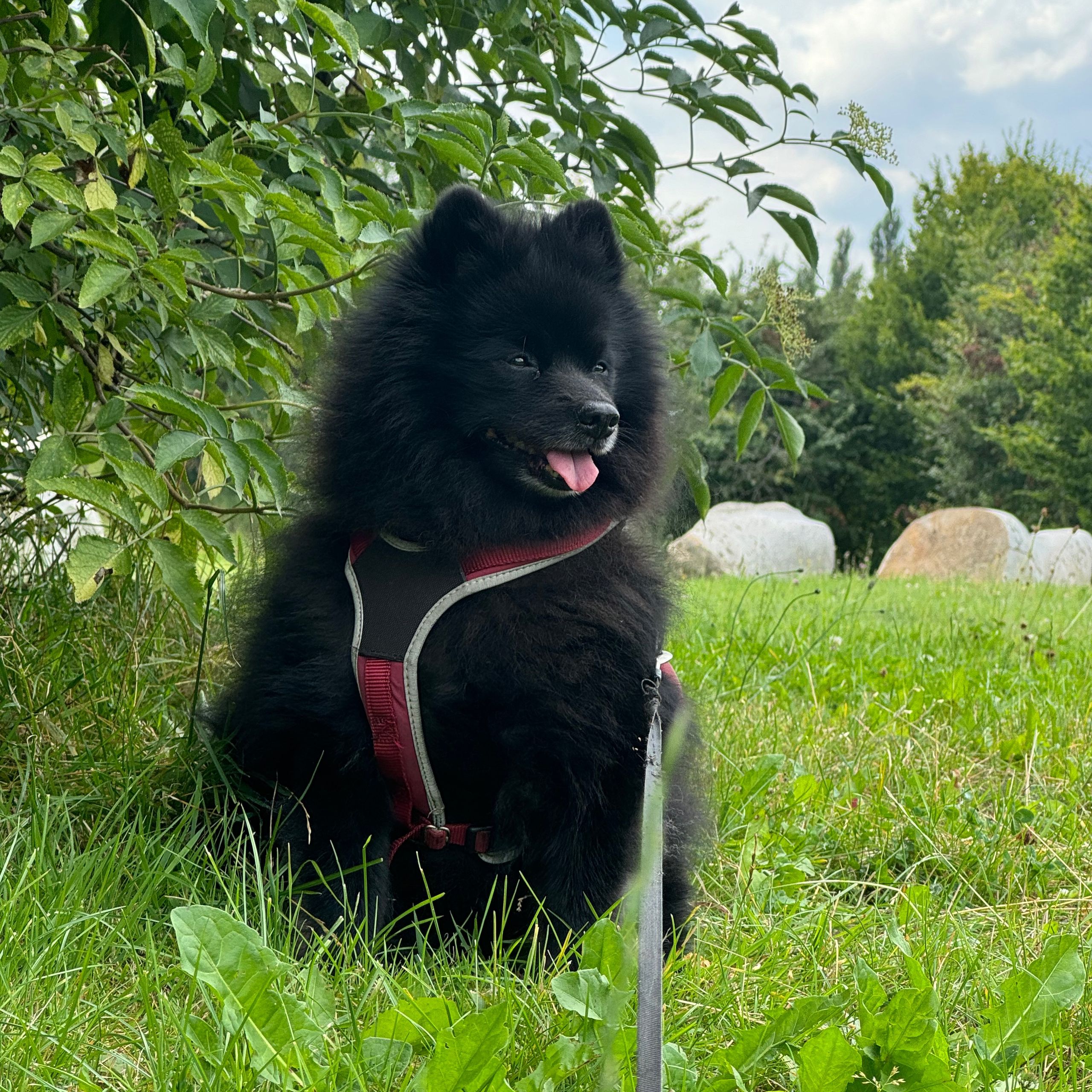 Soutěžní fotografie - Jack,  Německý špic malý