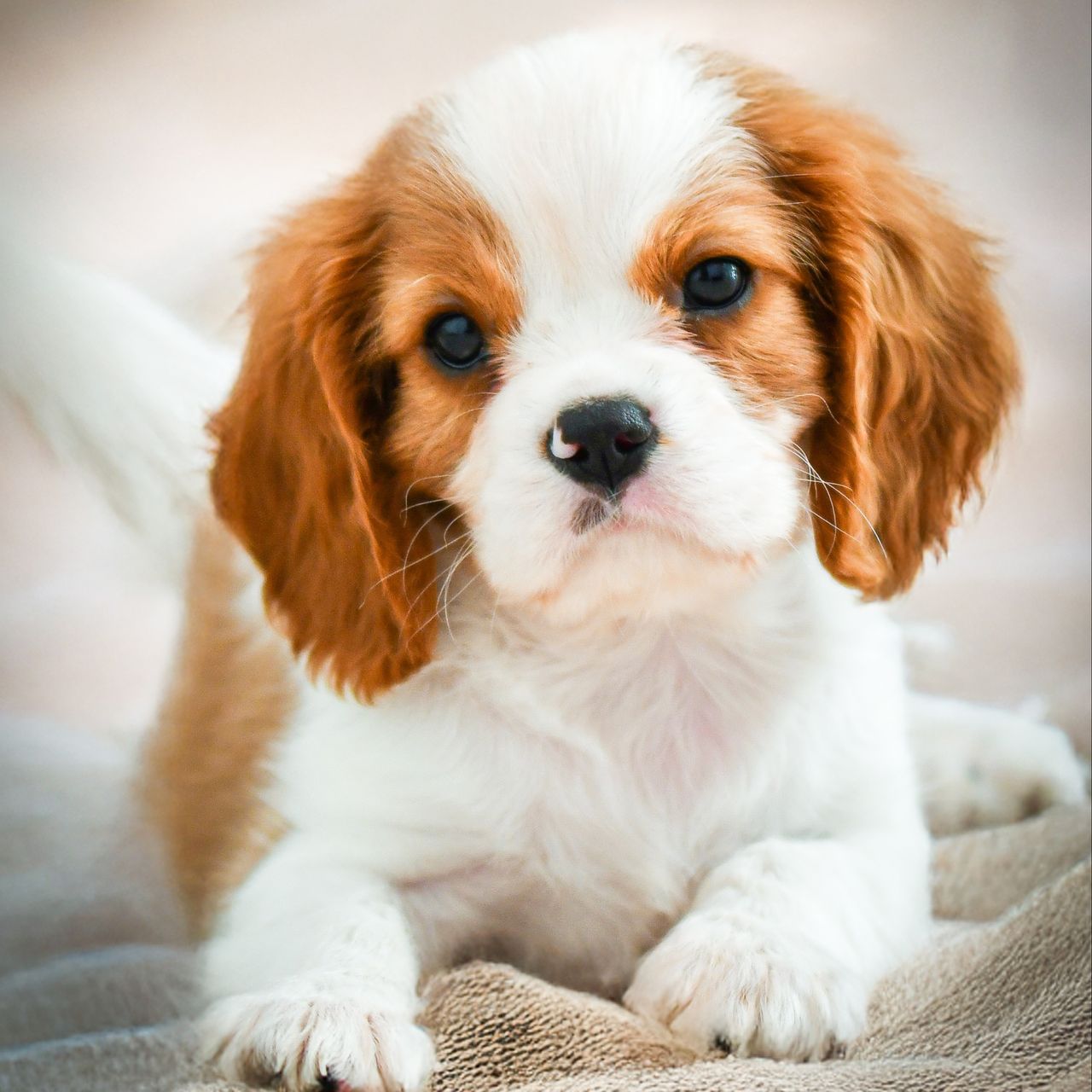 Soutěžní fotografie - Theo,  Kavalír King Charles španěl