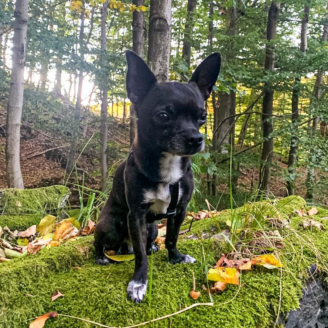 Soutěžní fotografie - Lucky,  Čivava krátkosrstá