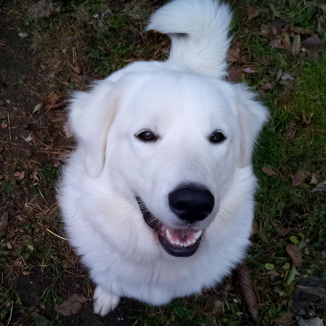 Soutěžní fotografie - Buffy,  Slovenský čuvač