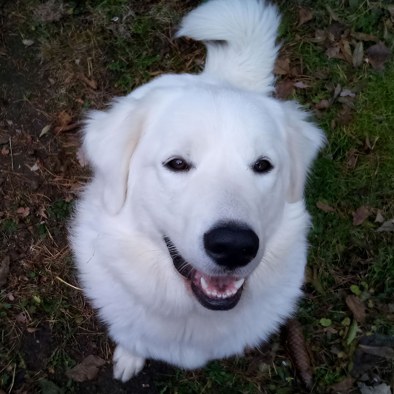 Soutěžní fotografie - Buffy,  Slovenský čuvač