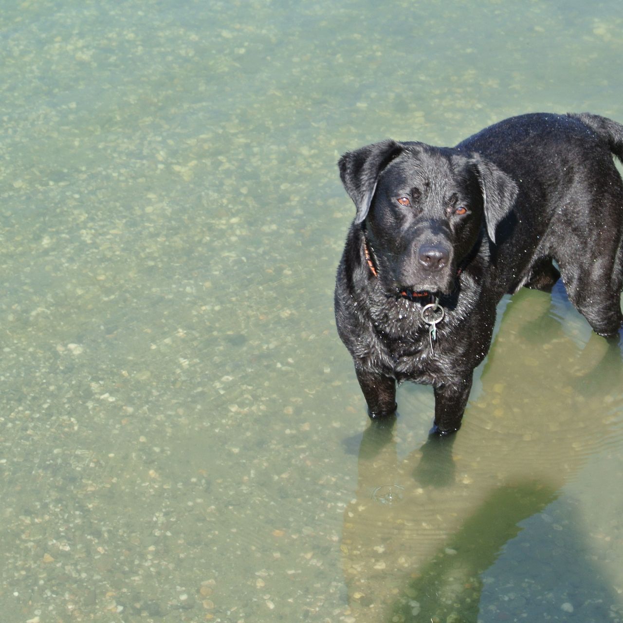Soutěžní fotografie - Randy,  Labradorský retriever