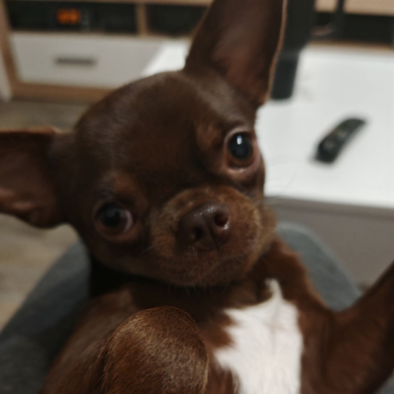 Soutěžní fotografie - Lucky,  Čivava