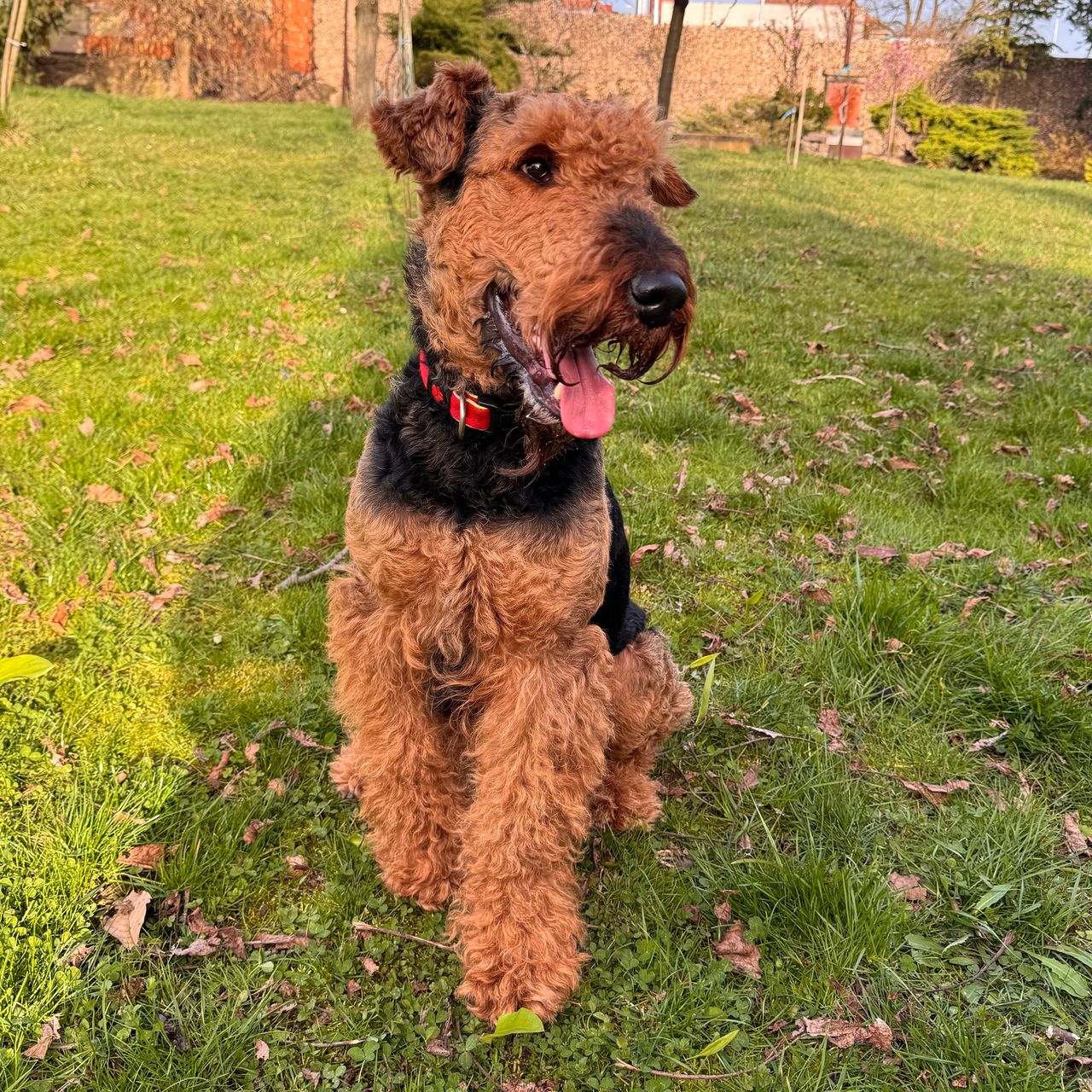 Soutěžní fotografie - Jack,  Airedale terier
