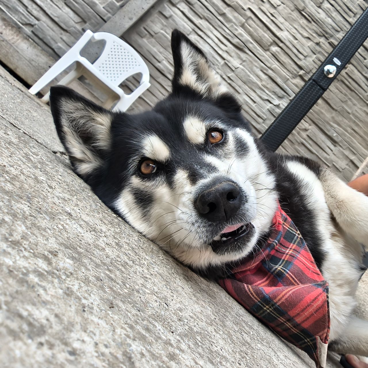 Soutěžní fotografie - Celestina Maya,  Sibiřský husky