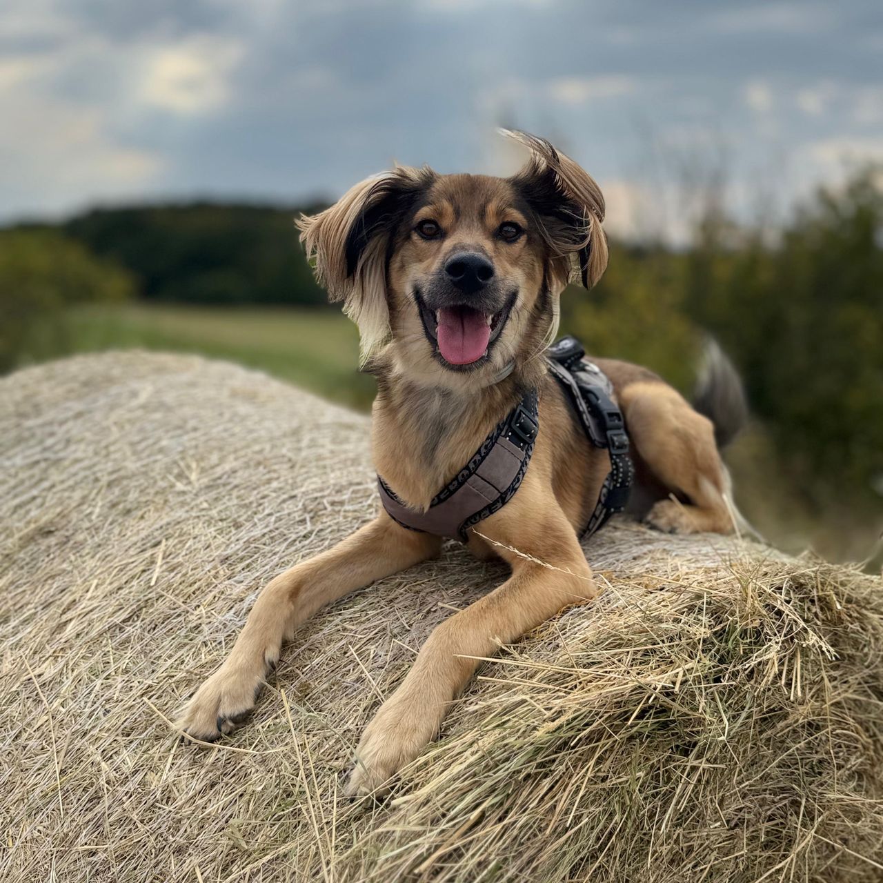 Soutěžní fotografie - Dobby,  Ostatní
