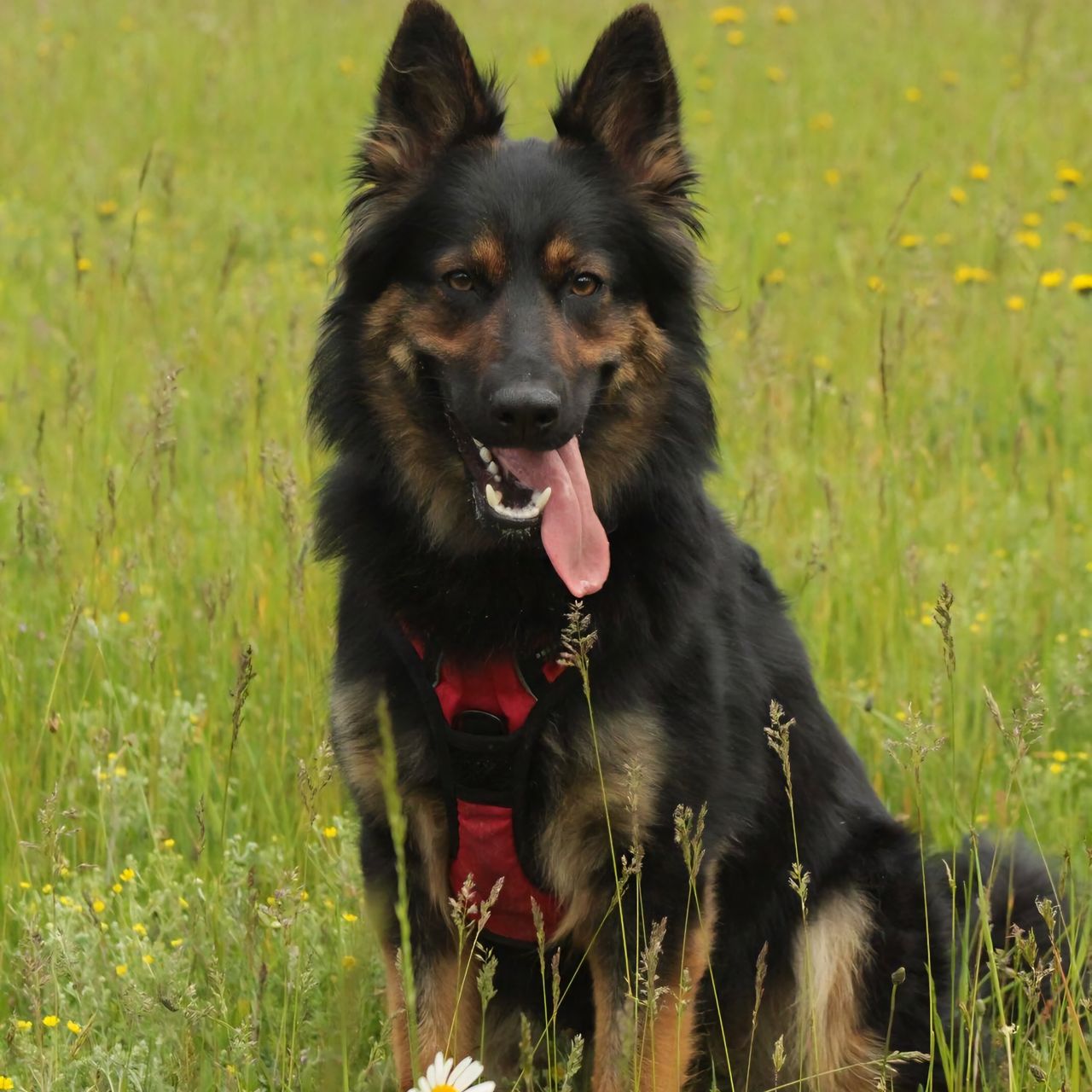 Soutěžní fotografie - Ellie,  Chodský pes