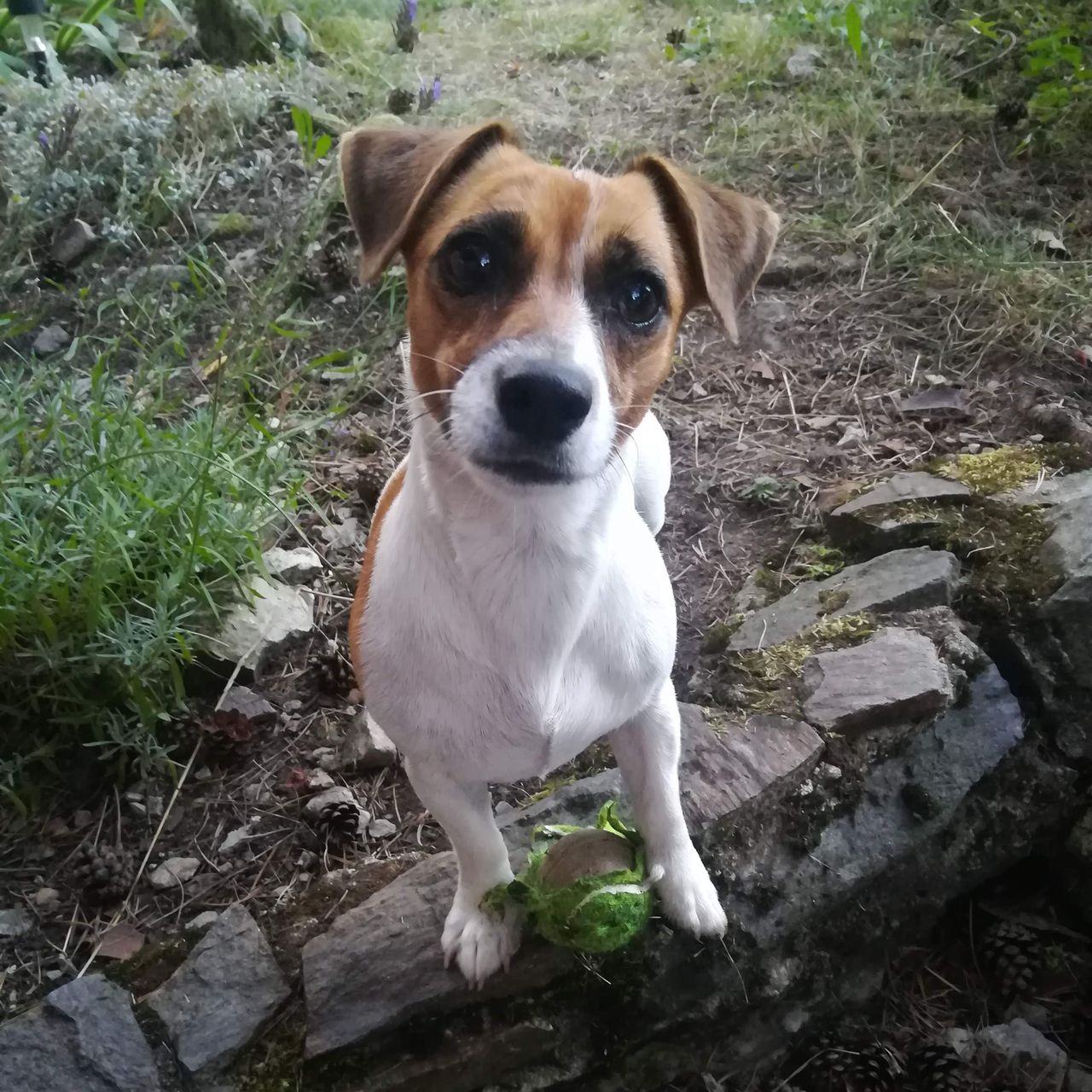 Soutěžní fotografie - Jessie,  Jack Russell Teriér