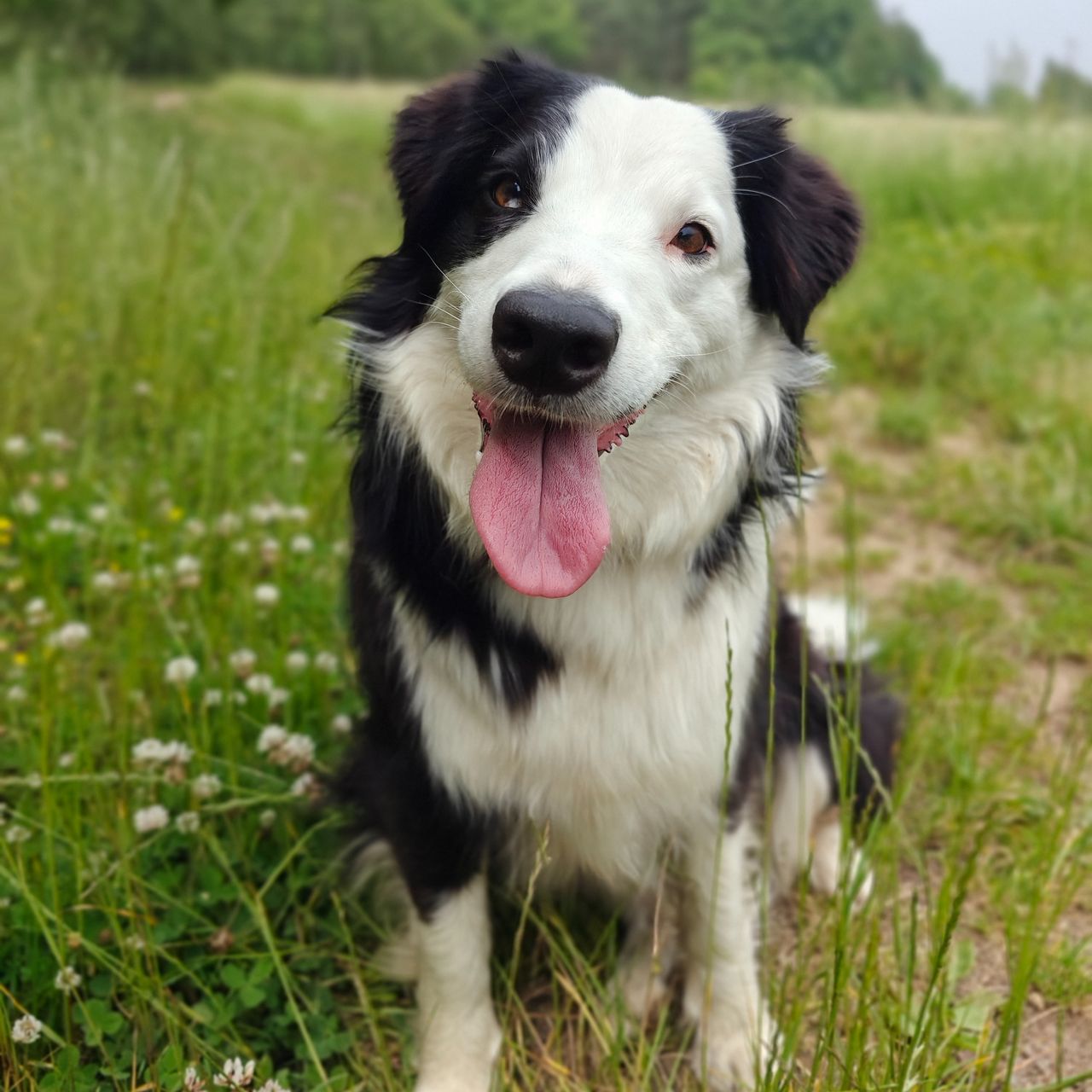 Soutěžní fotografie - Tessie,  Border kolie