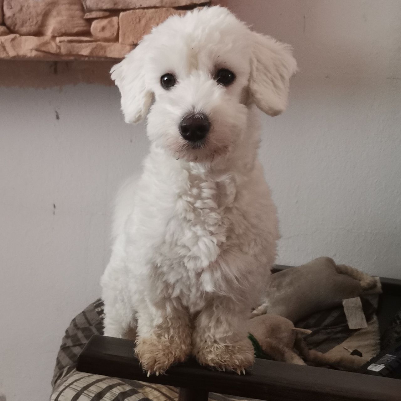 Soutěžní fotografie - Bára,  Coton de Tuléar