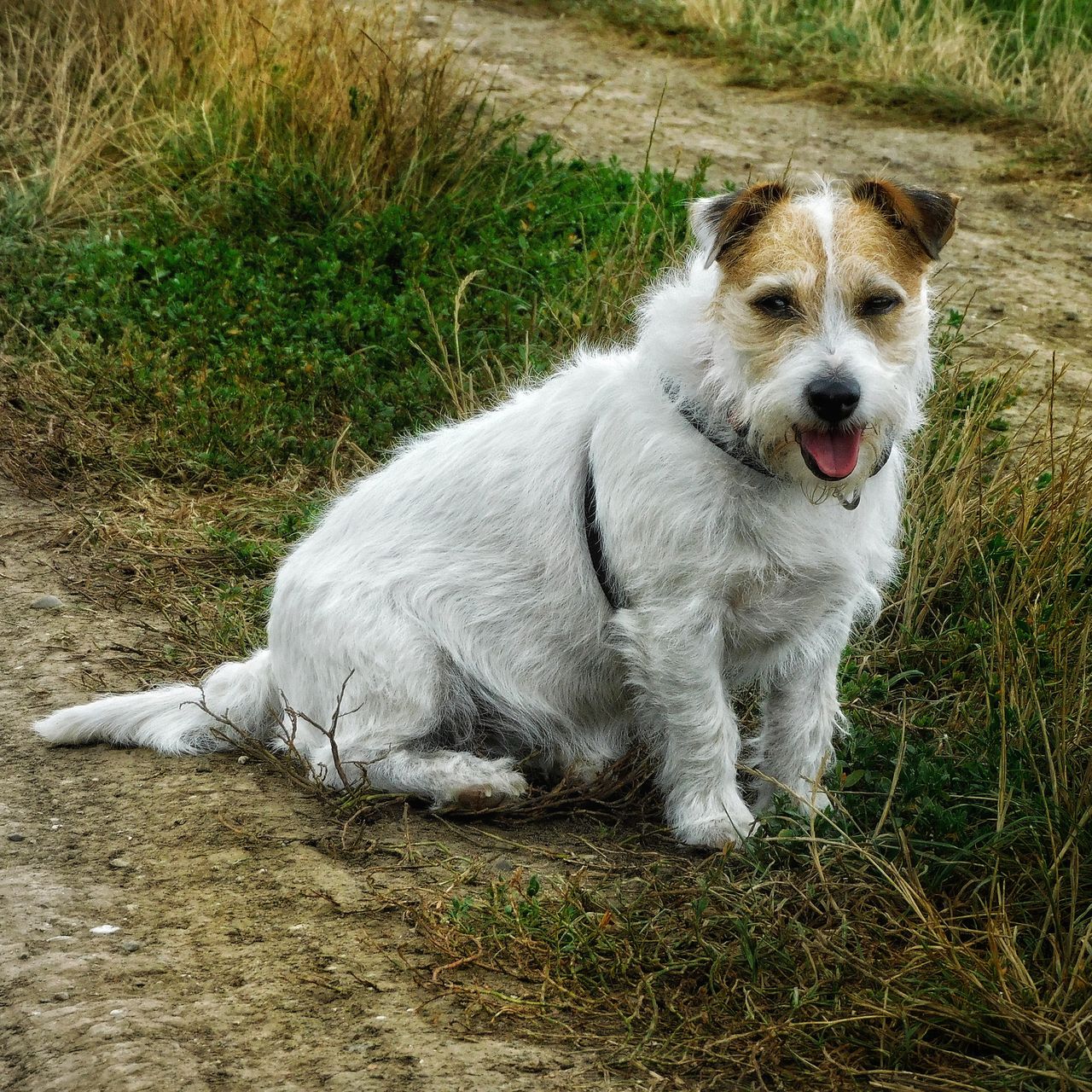 Soutěžní fotografie - Annie,  Jack Russell Teriér