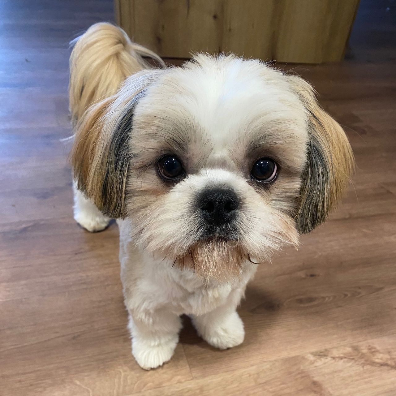 Soutěžní fotografie - František,  Shih-tzu
