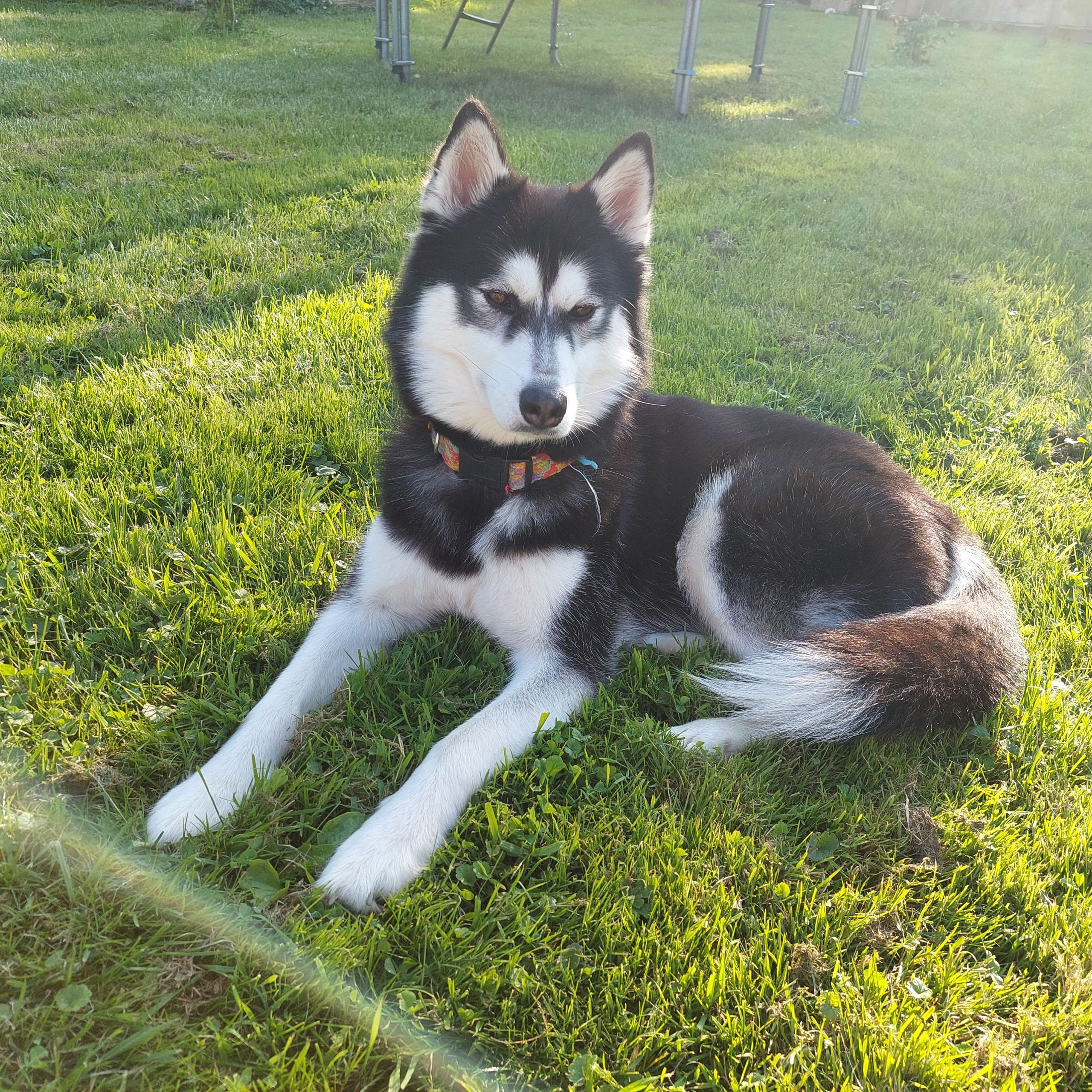 Soutěžní fotografie - Freya,  Sibiřský husky