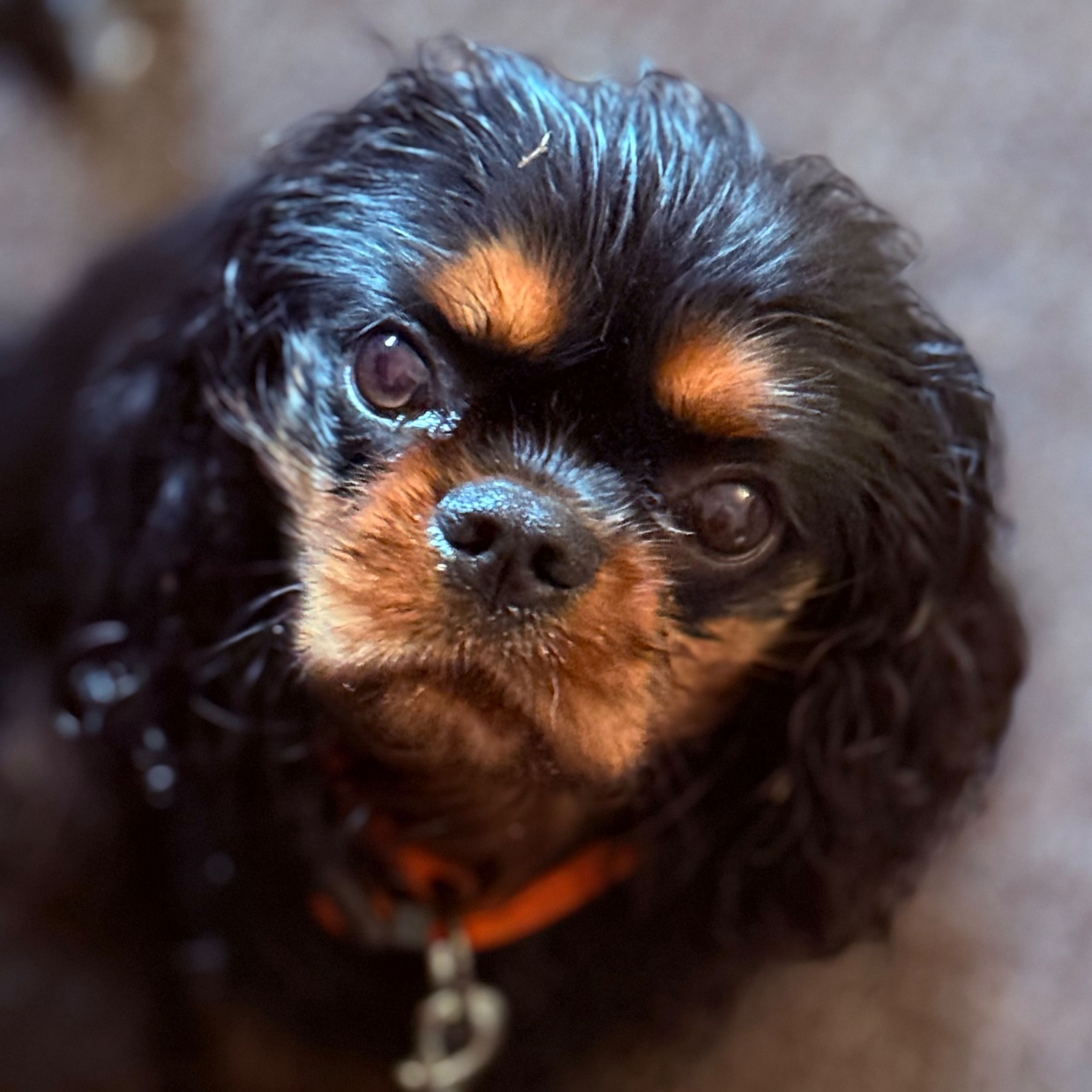 Soutěžní fotografie - Tammy,  Kavalír King Charles španěl