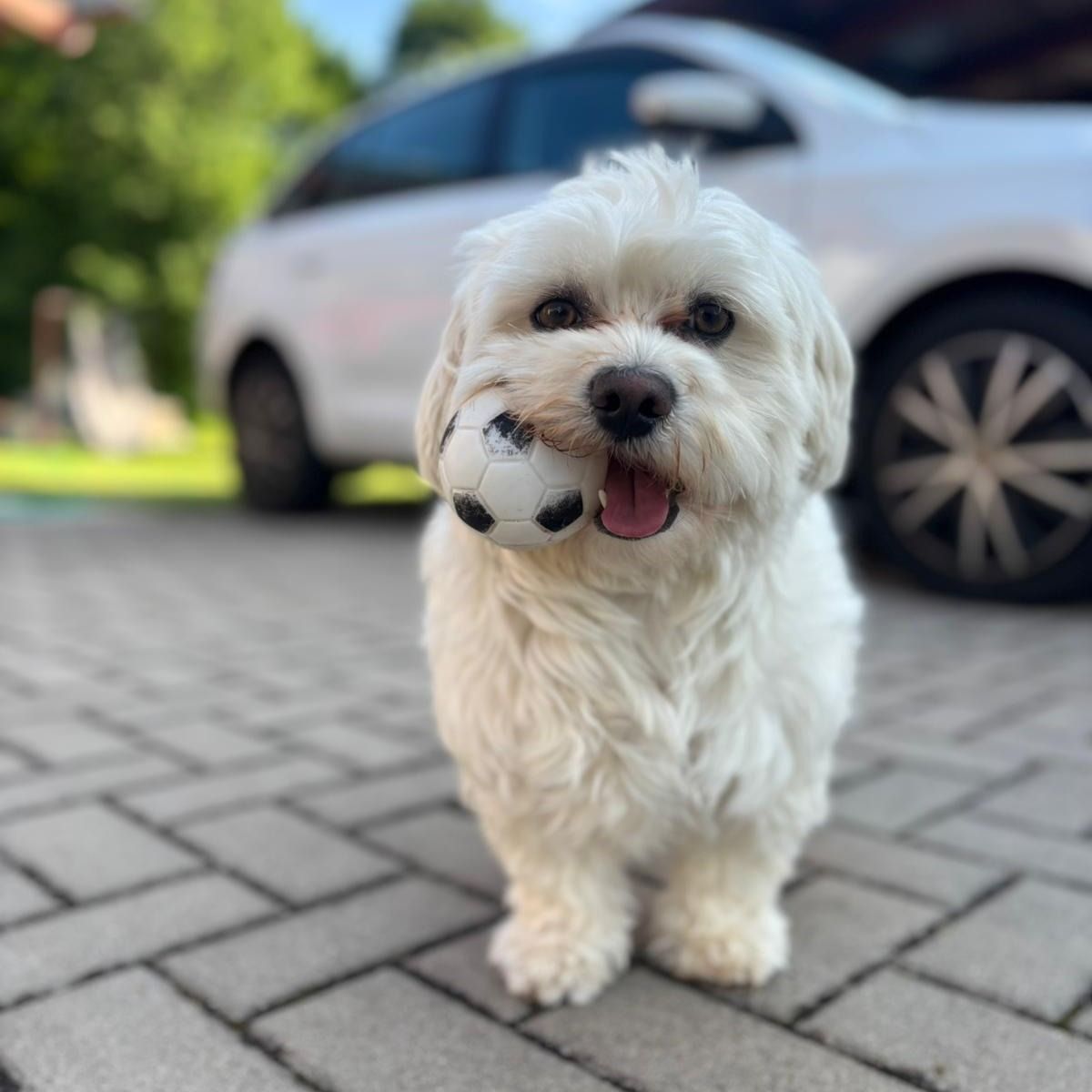 Soutěžní fotografie - Oskar,  Maltézský psík