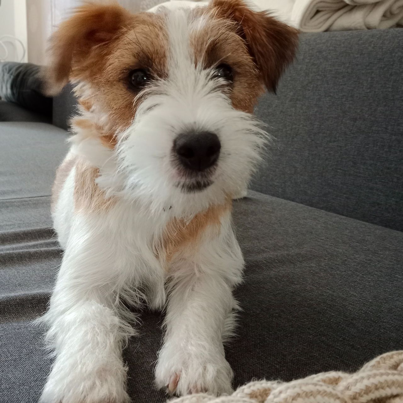 Soutěžní fotografie - Čiki,  Jack Russell Teriér