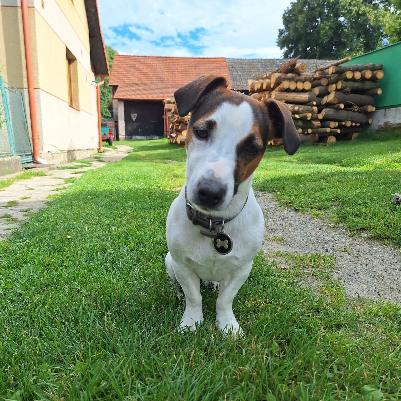 Soutěžní fotografie - Max,  Jack Russell Teriér