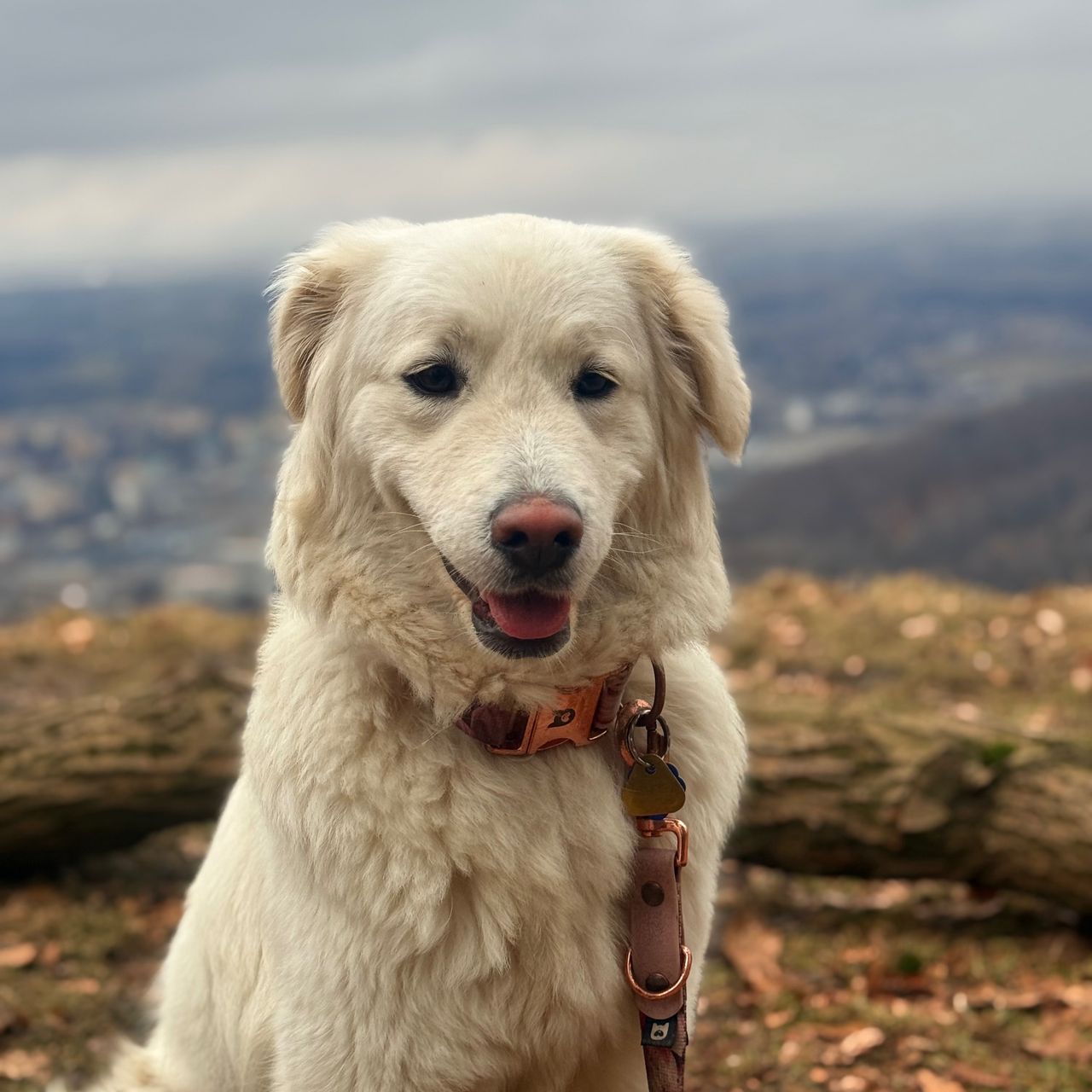 Soutěžní fotografie - Mia,  Slovenský čuvač