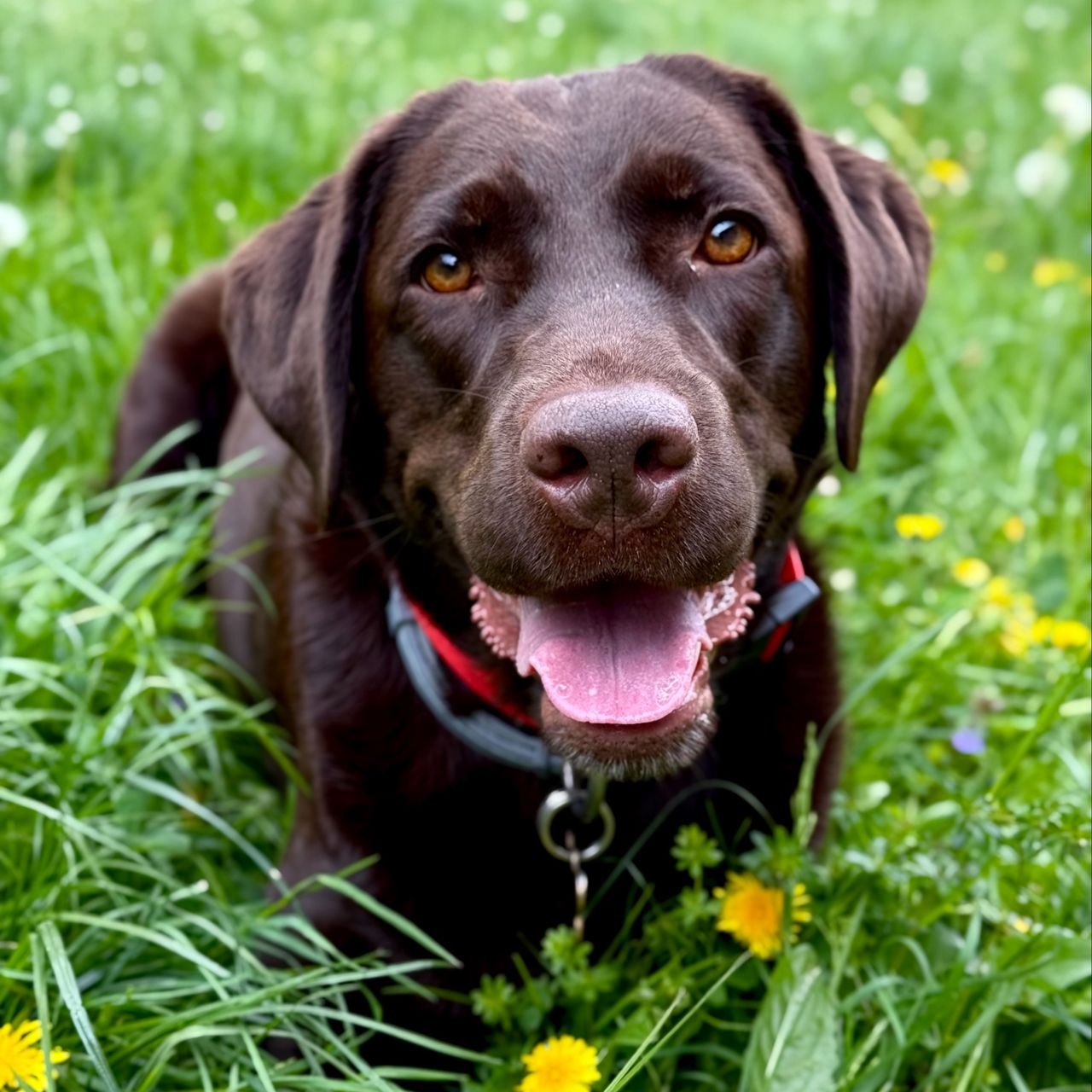 Soutěžní fotografie - Sydney,  Labradorský retriever
