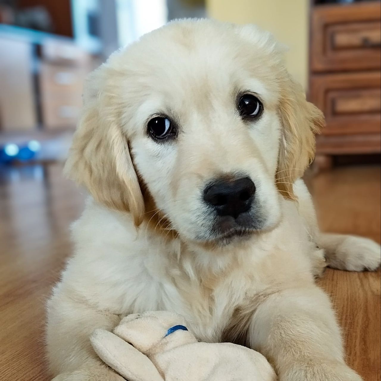 Soutěžní fotografie - Jimmy,  Zlatý retriever