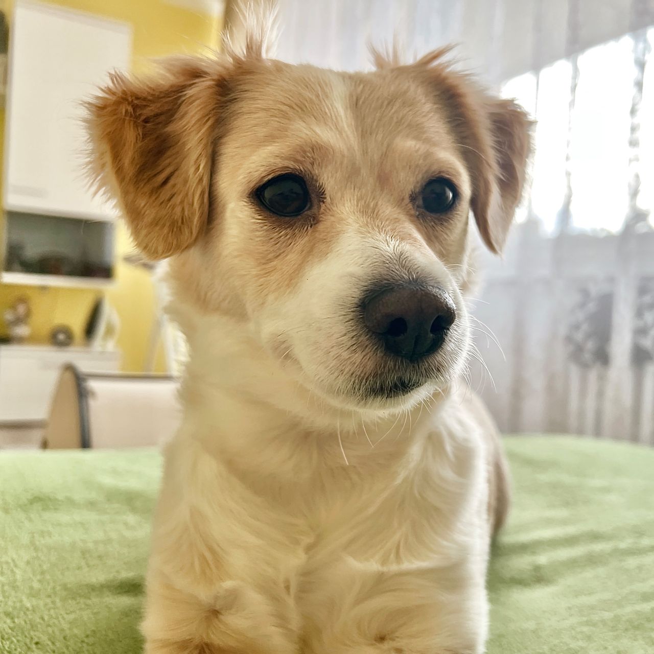 Soutěžní fotografie - Mia,  Ostatní
