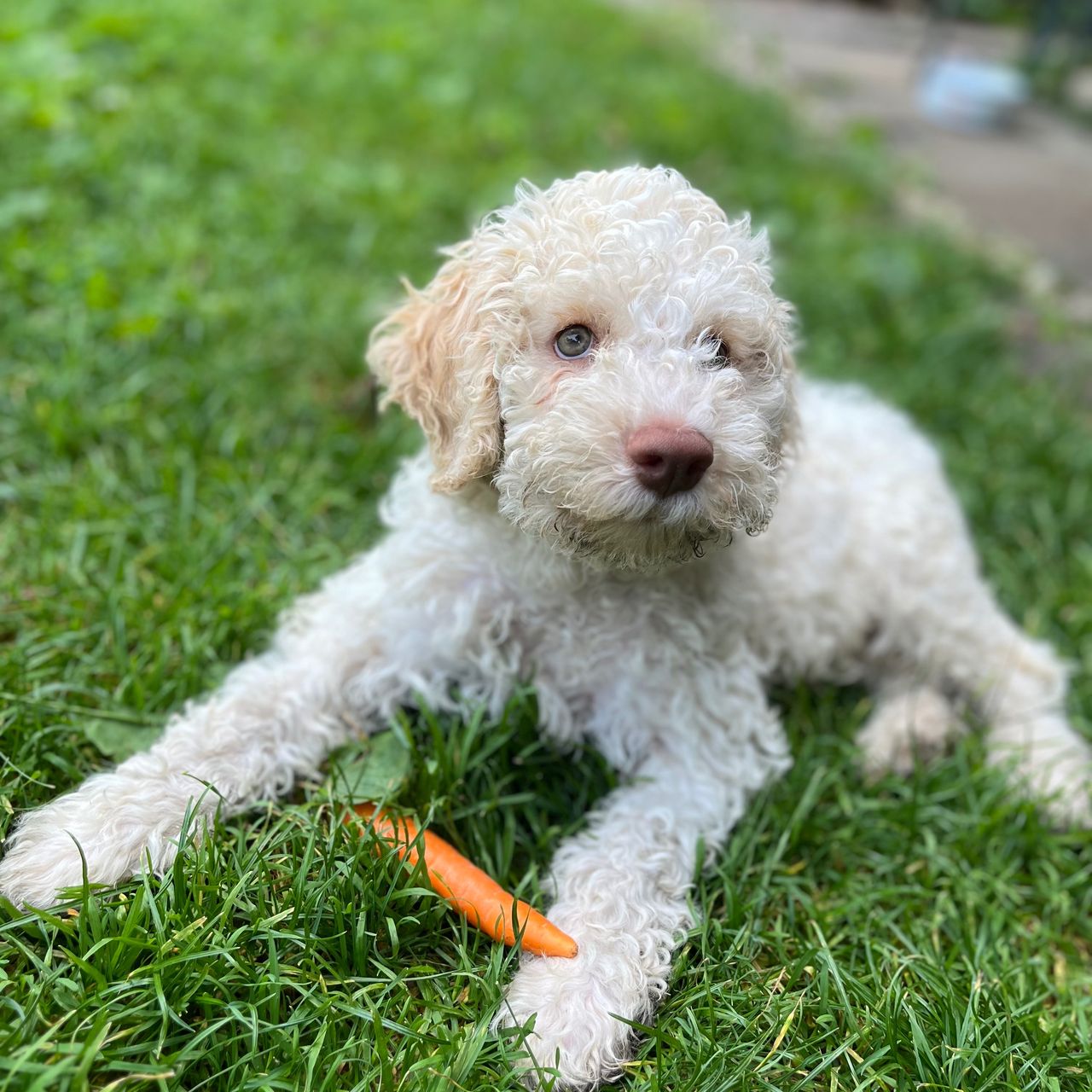 Soutěžní fotografie - Benidorm,  Lagotto romagnolo