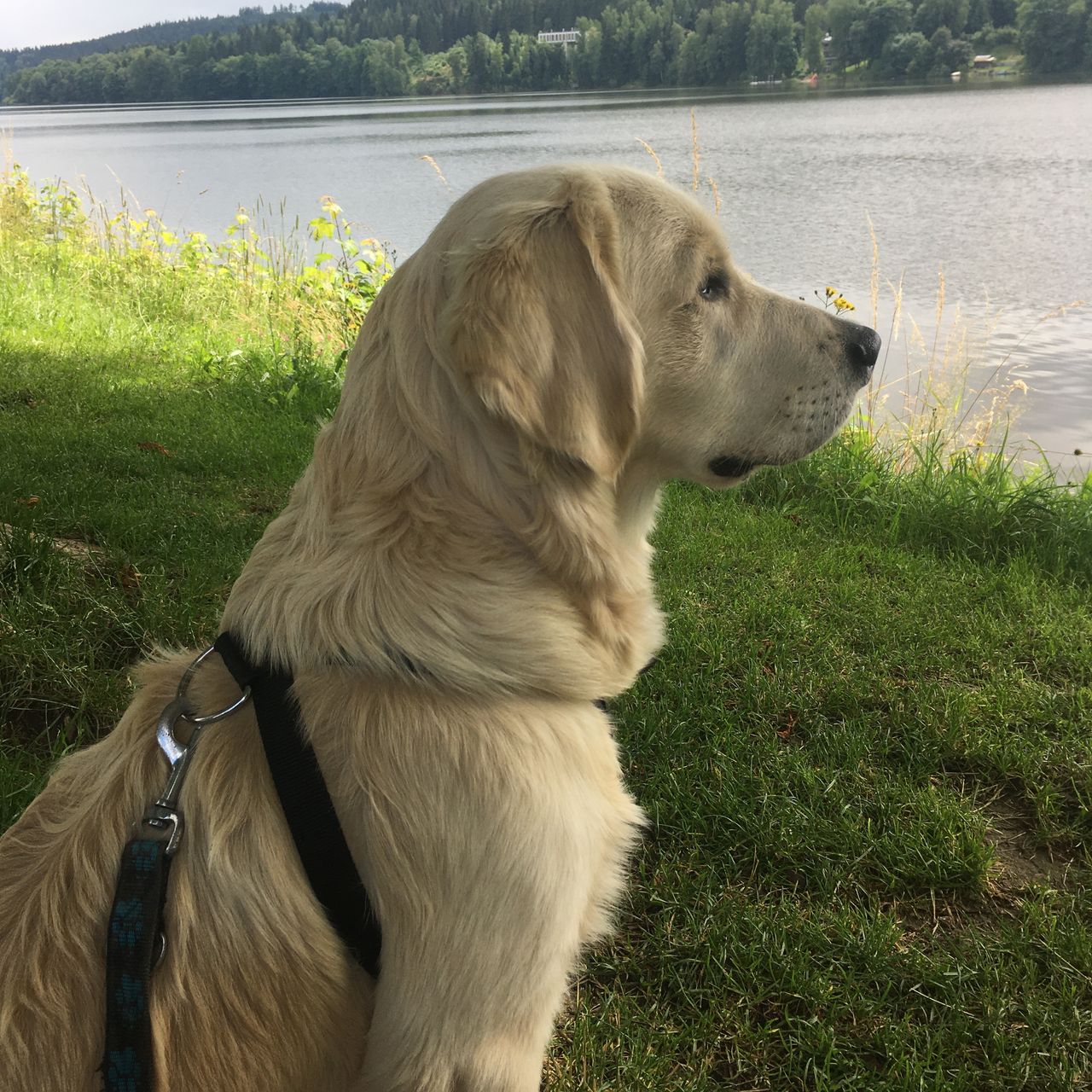 Soutěžní fotografie - Bobík,  Zlatý retriever