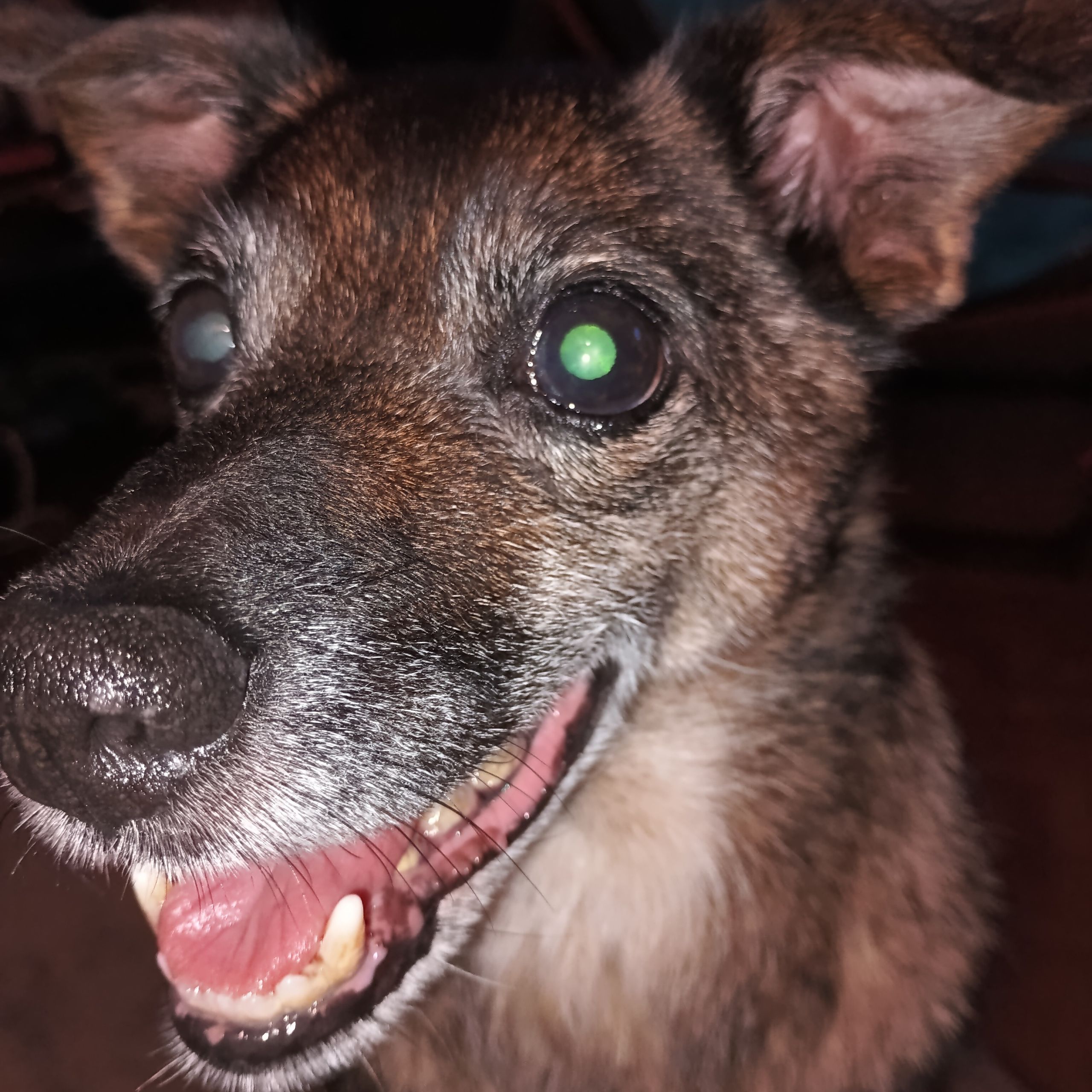 Soutěžní fotografie - Buffy,  Ostatní