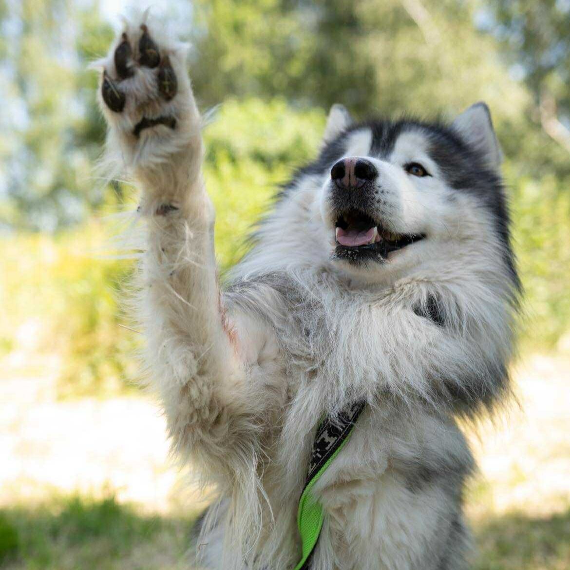 Soutěžní fotografie - Max,  Sibiřský husky