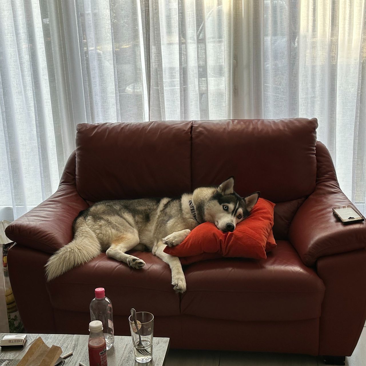 Soutěžní fotografie - Charlie,  Sibiřský husky