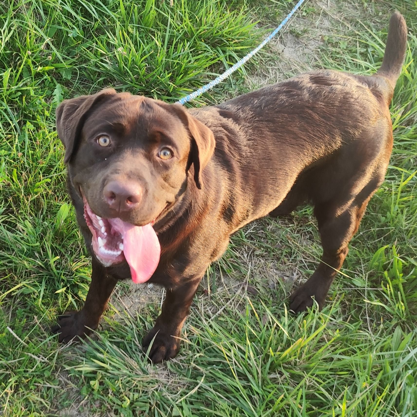 Soutěžní fotografie - Kalif,  Labradorský retriever
