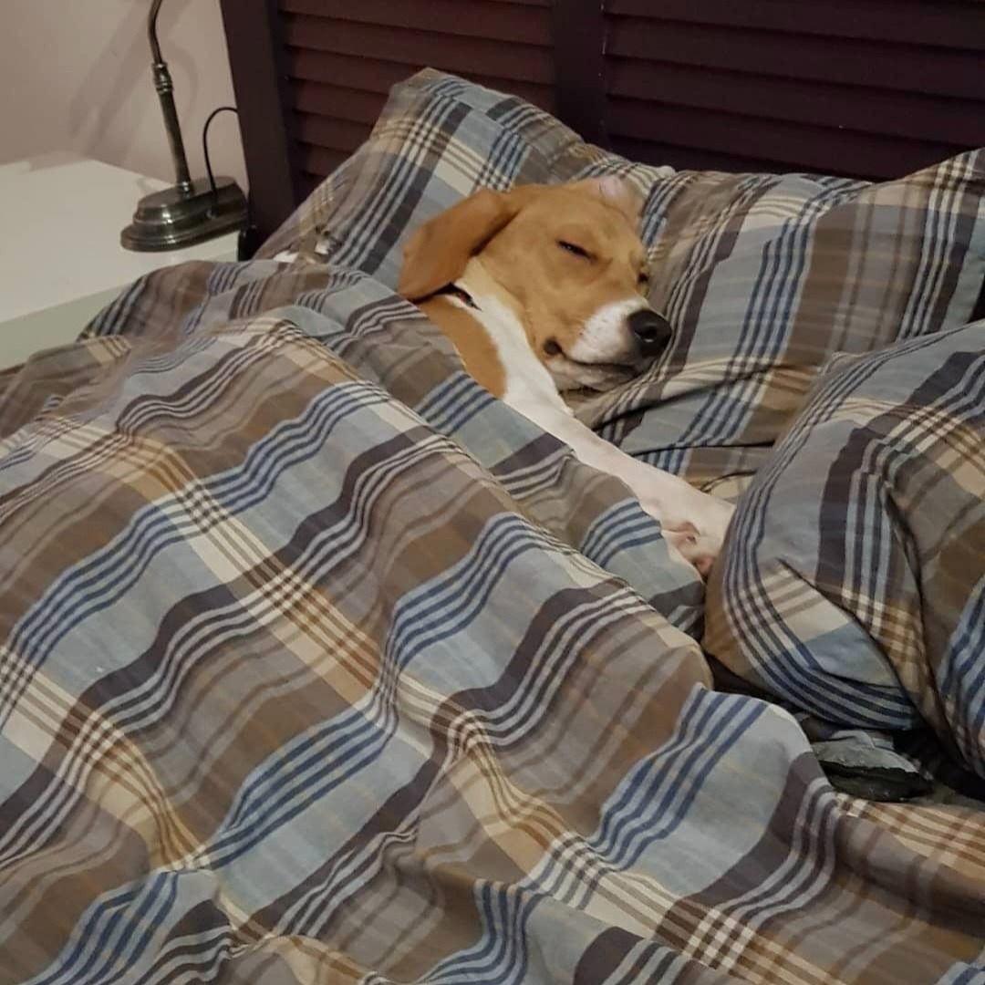 Soutěžní fotografie - Bastík,  Beagle