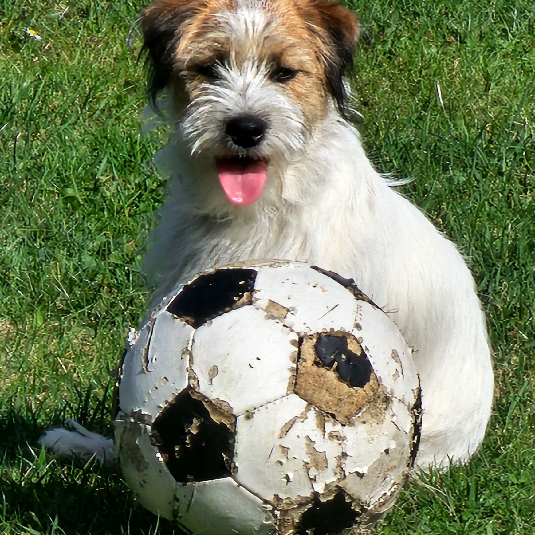 Soutěžní fotografie - KRISTIAN,  Jack Russell Teriér