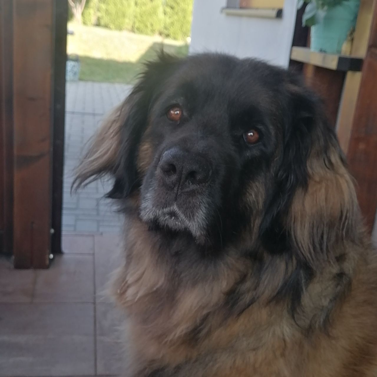 Soutěžní fotografie - Agilla od Piskovny,  Leonberger