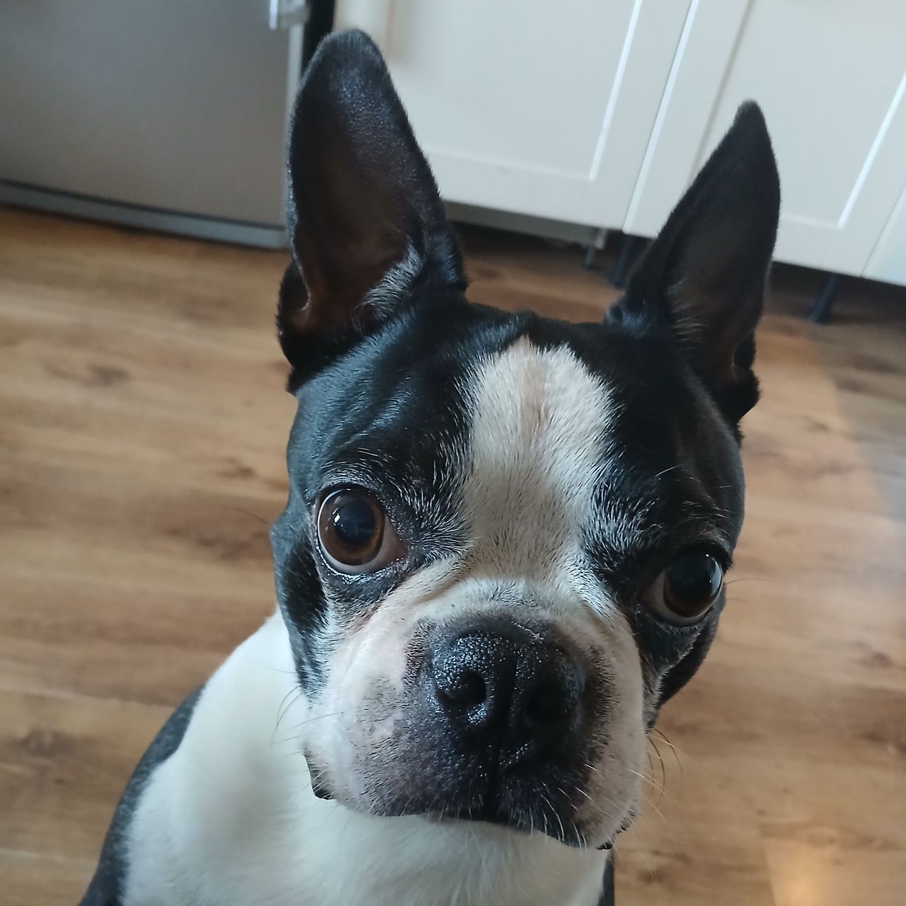 Soutěžní fotografie - Frodo,  Bostonský terier