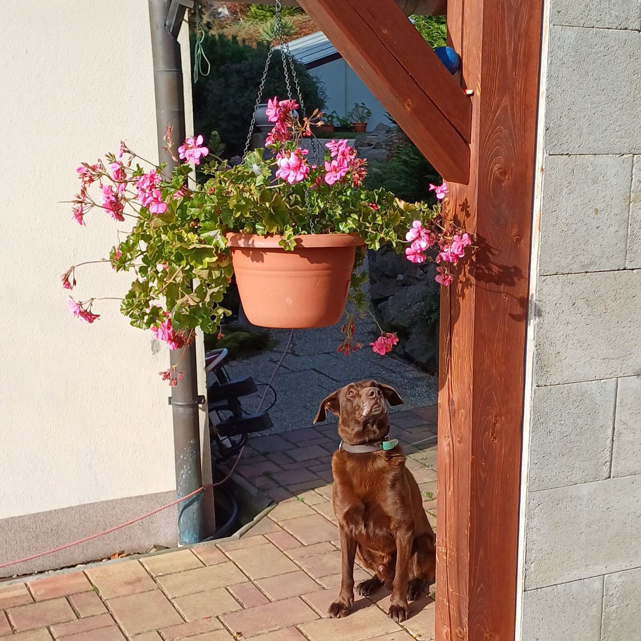 Soutěžní fotografie - Fido,  Maďarský ohař drátosrstý