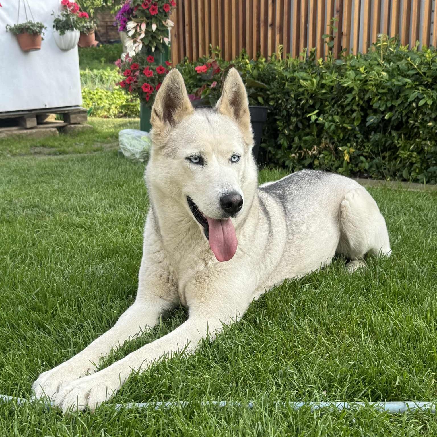 Soutěžní fotografie - Luna,  Sibiřský husky