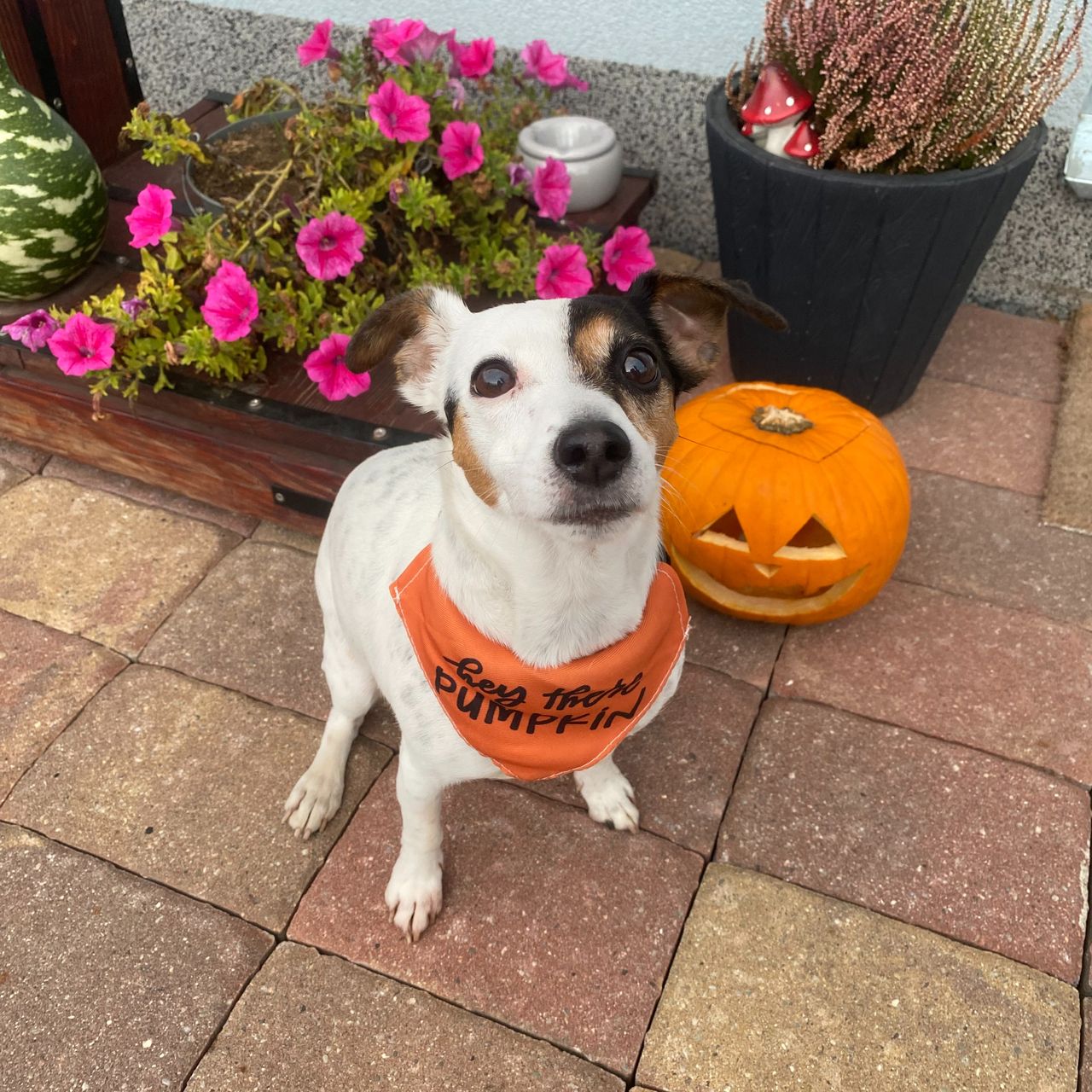 Soutěžní fotografie - Roxy,  Jack Russell Teriér