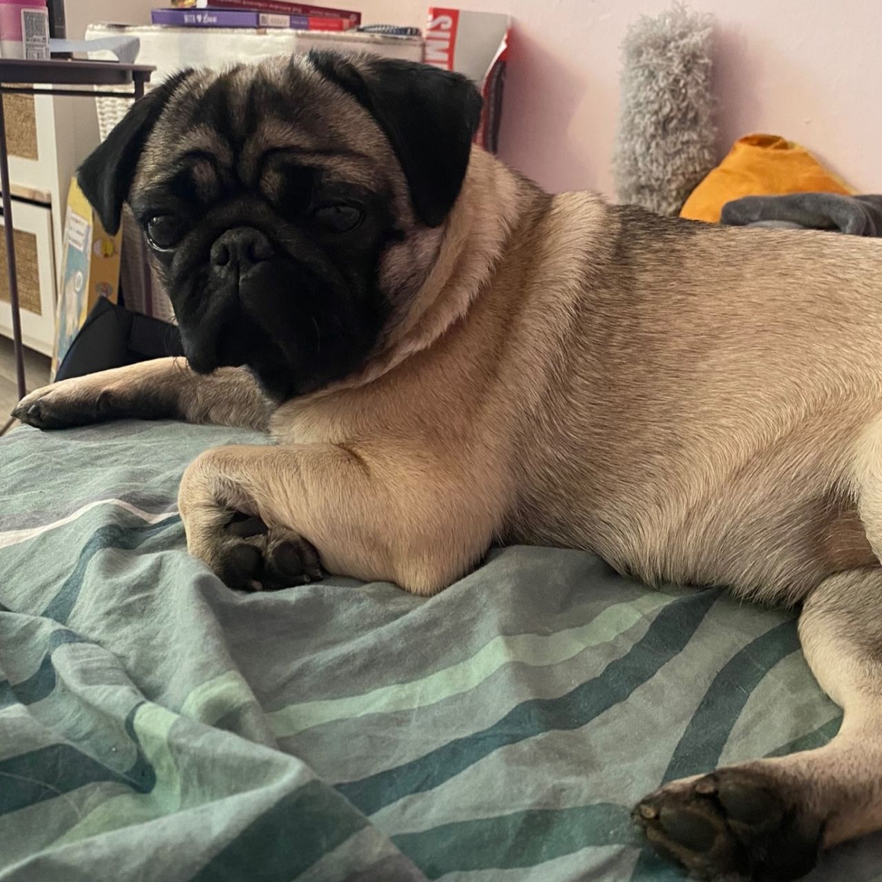 Soutěžní fotografie - Lili,  Mops