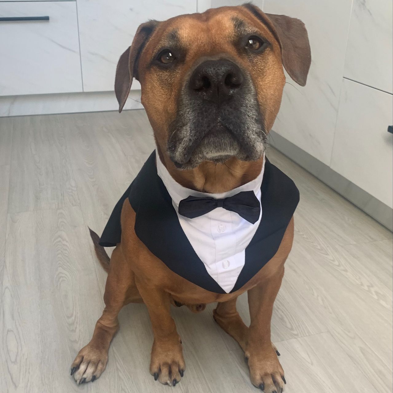 Soutěžní fotografie - Herr Hund,  Americký stafordširský terier