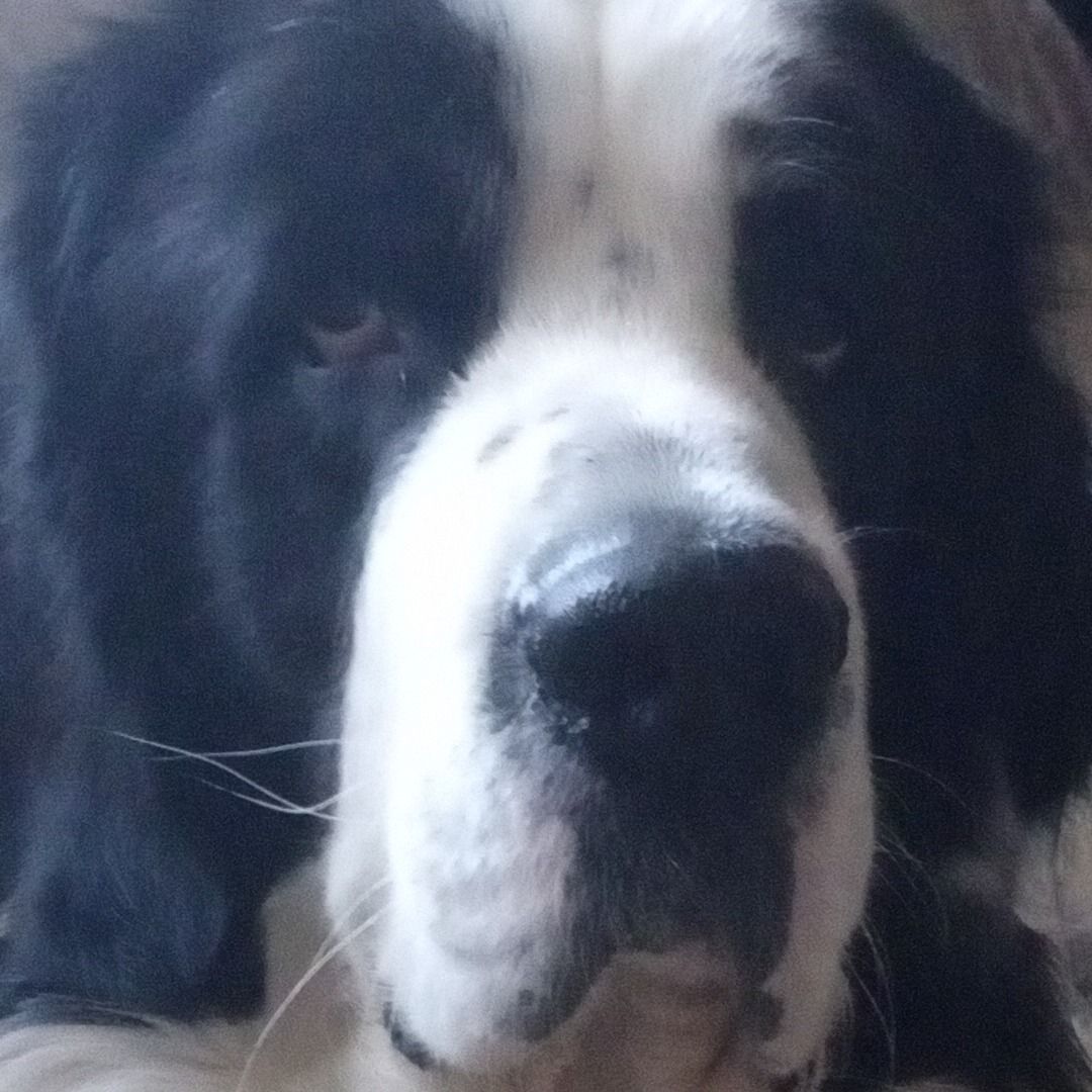 Soutěžní fotografie - Casper,  Landseer