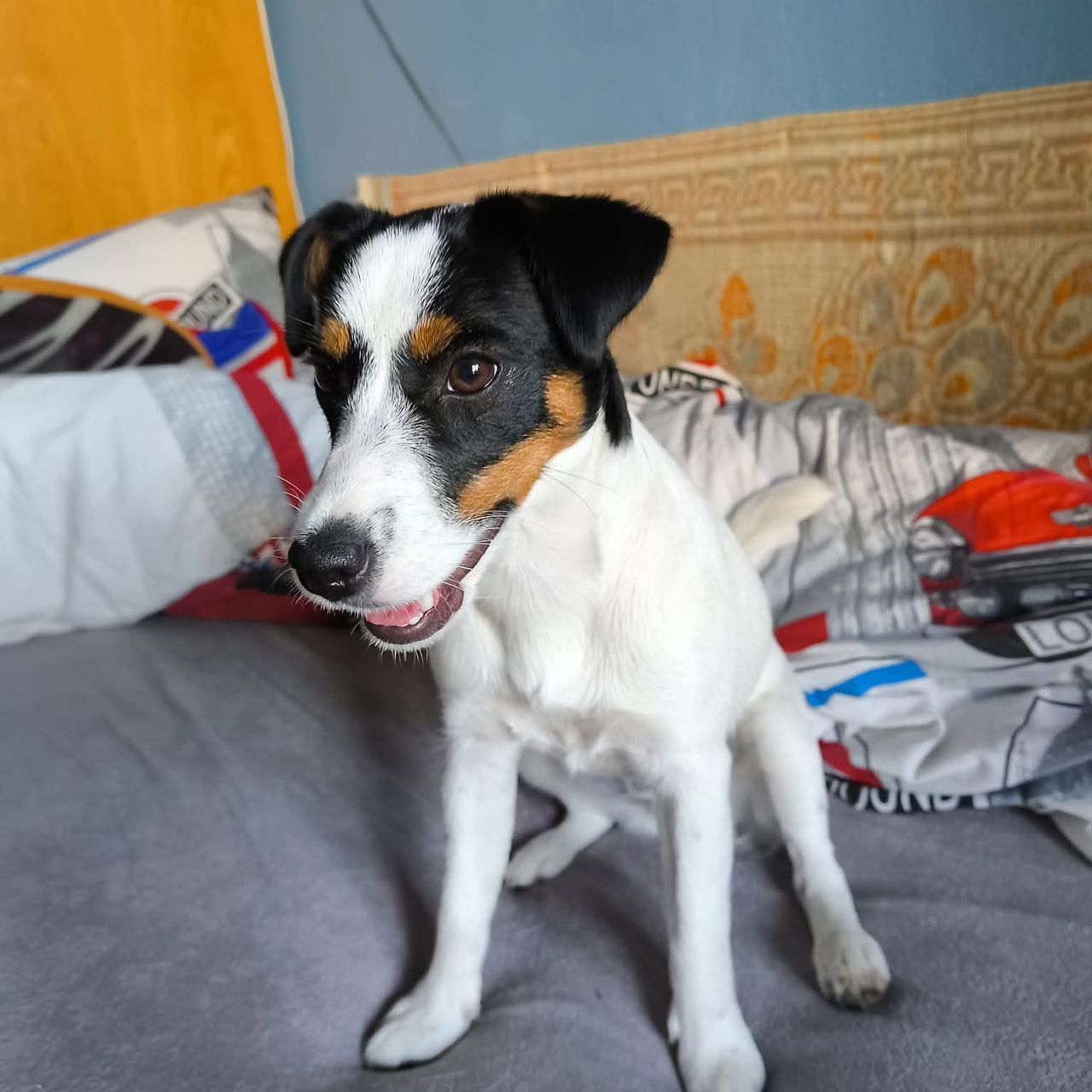 Soutěžní fotografie - Fanny z Baštova dvora,  Jack Russell Teriér
