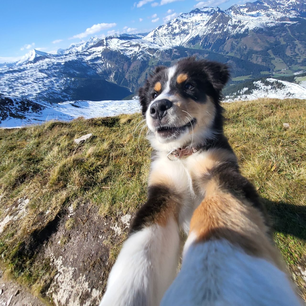 Soutěžní fotografie - Iggy,  Australský ovčák